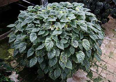 B. ‘Piccolo’